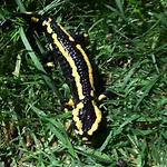Salamandre Le Bouillon (Orne)