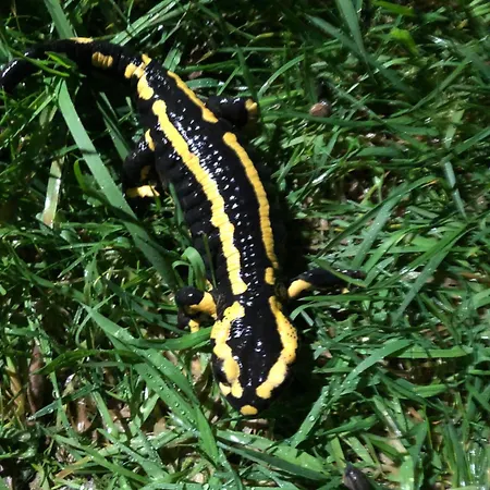 Salamandre Le Bouillon (Orne)