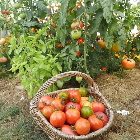 Dom wakacyjny Salamandre Le Bouillon (Orne)
