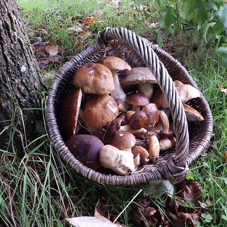 Tatil Evi Salamandre