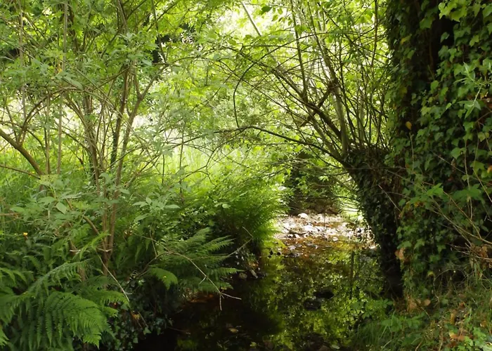 Salamandre Le Bouillon (Orne)