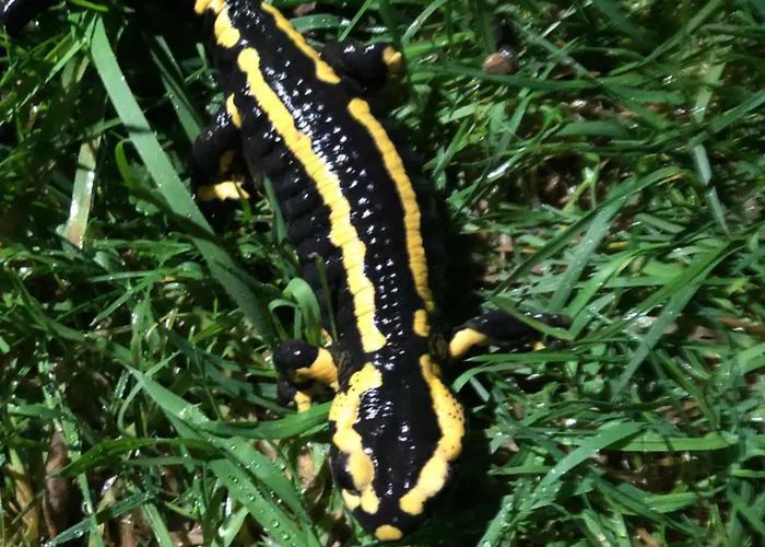 Salamandre Le Bouillon (Orne)