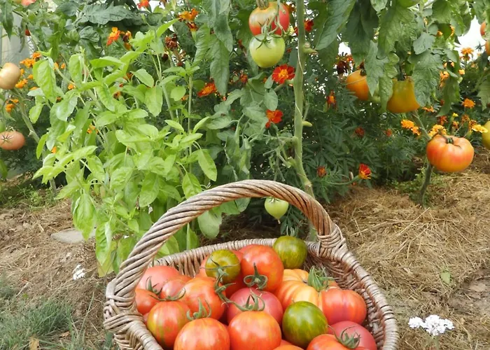 Tatil Evi Salamandre Le Bouillon (Orne)