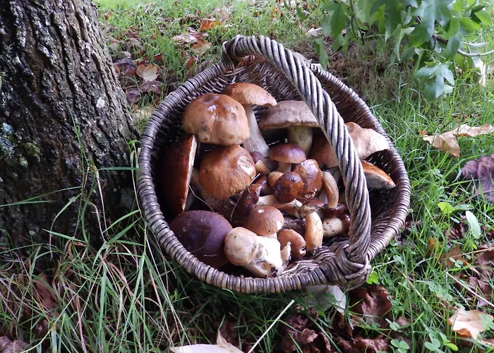 Tatil Evi Salamandre